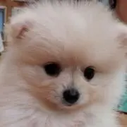 ゆきまるの画像