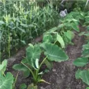yuyukayuの画像