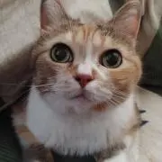 もふ(お値下げ❌同梱割❌ 即購入⭕)の画像