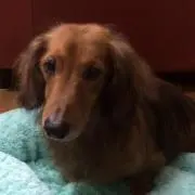 レオ