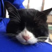 sicの画像