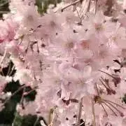 まよ⭐︎即購入ok⭐︎の画像
