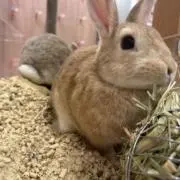 きりんの画像