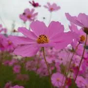 ぴよこ