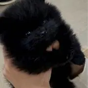 KIKIの画像
