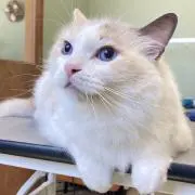 らん