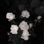oの画像