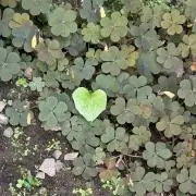 ななおの画像