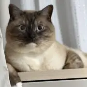 なな