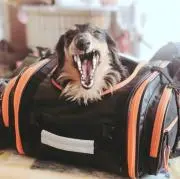 DAEGマン