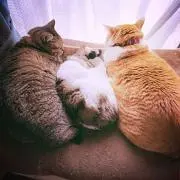 しっぽ