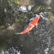 かぴばらの画像