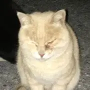 もっちーの画像