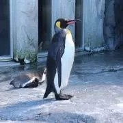フンボルトペンギン2号の画像