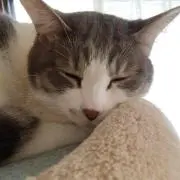バニラ☆の画像