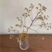 モーリーの画像
