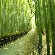 りゅうの画像