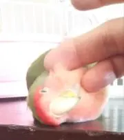 犬のおやつの画像