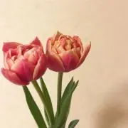 むーの画像