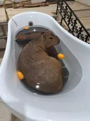 まきしのの画像