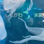 ころの画像