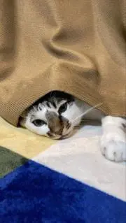 さと