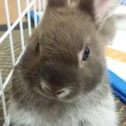ワンの画像