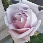 MIEVIVIの画像