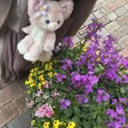 わんの画像