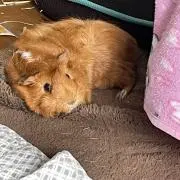 スポリット