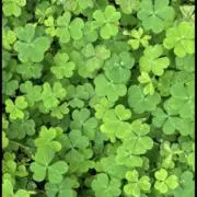 えび(プロフ必読)の画像
