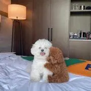 Hanaの画像