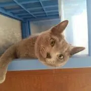 にいにい☆の画像