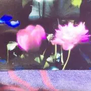 sky♡lotus