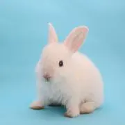 うさぎの画像