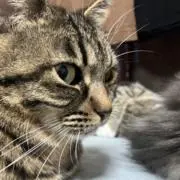 つぶがい