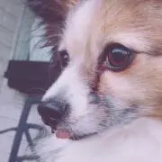 あぽろ