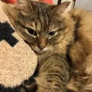 ひがしーの画像