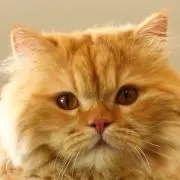 るの画像