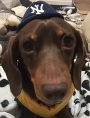 マキの画像