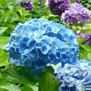 もちの画像