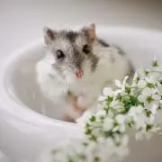 hiro