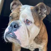 LiLi