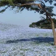 AYAの画像