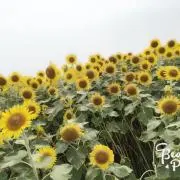 空