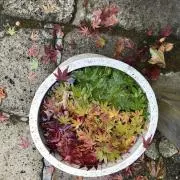 まぐろ節の画像