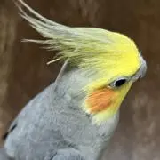 ちきんの画像