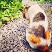 neko tの画像