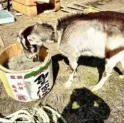 ヤギぞう