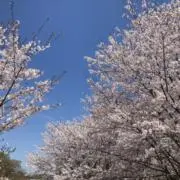 SAKU25の画像
